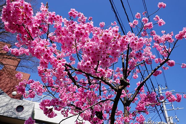 おかめ桜、満開ですね！