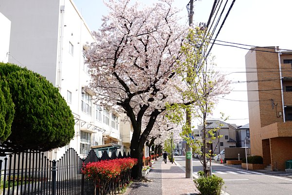 桜坂の桜 ソメイヨシノは今が満開！！