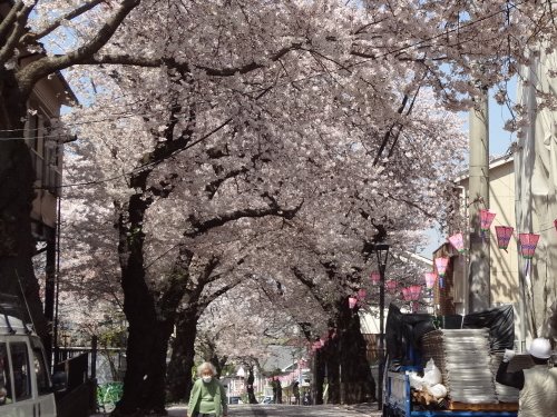 桜道の桜、満開です♪
