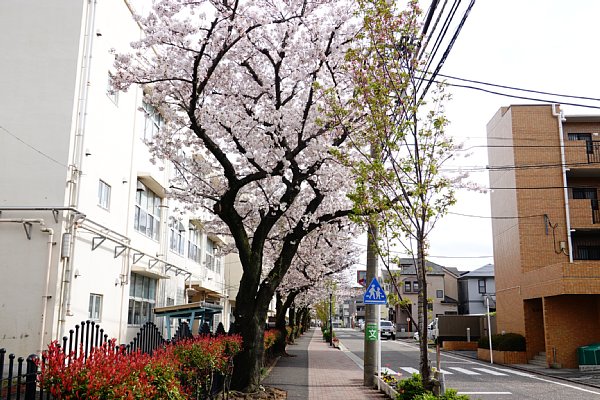 桜坂の桜 ソメイヨシノの満開は記録的速さじゃなかった
