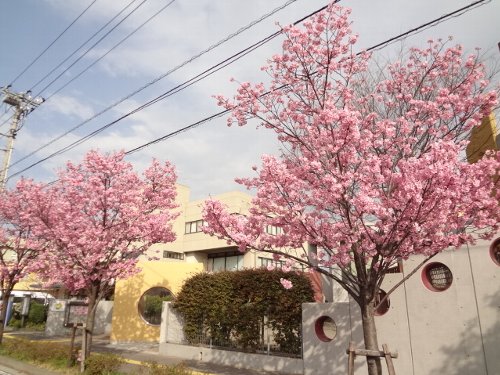 おかめ桜、すでに満開！！