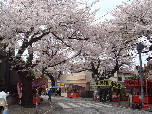 今年も満開！桜道の桜祭り