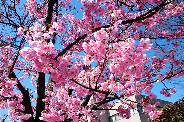 おかめ桜、満開になりました！