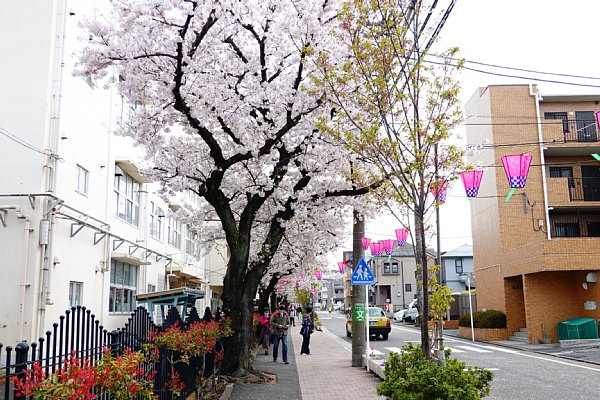 桜坂の桜 ソメイヨシノの満開は去年とほぼ変わらず
