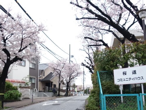 桜道の桜 満開になりました！