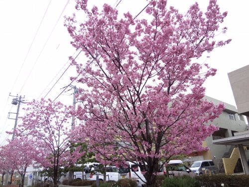 おかめ桜、ほぼ満開です