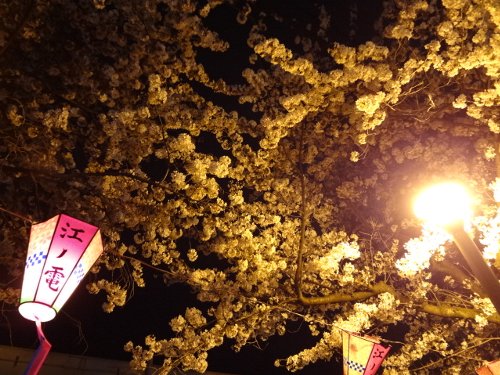 桜道の桜、すでに満開！