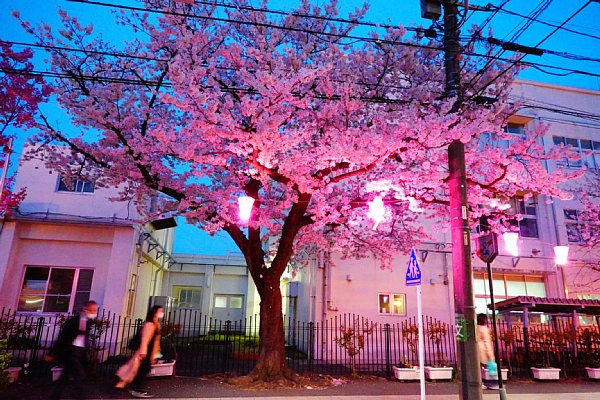 桜坂の桜 ソメイヨシノの満開速報！