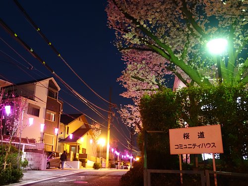 桜坂の桜 満開になってました